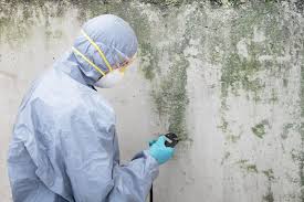 Professional Mold Remediation in Camp Wood, TX